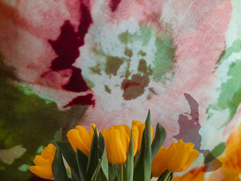 Close-up of multi colored tulip flower