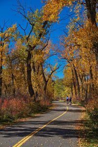 Road amidst trees against sky