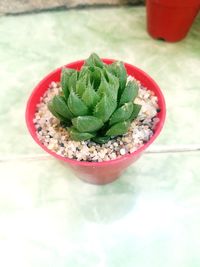 High angle view of salad in bowl on table