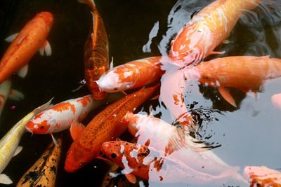 Close-up of koi carps swimming in water