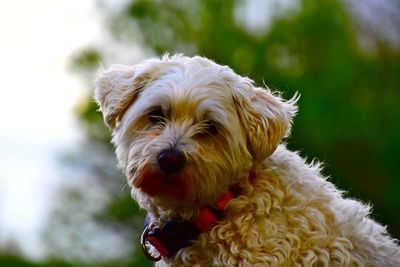 Close-up of a dog