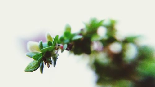 Close-up of flowering plant against blurred background