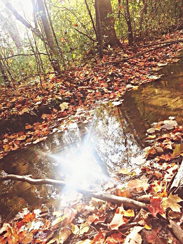 water, leaf, tranquility, nature, forest, autumn, beauty in nature, sunlight, stream, change, tranquil scene, sunbeam, rock - object, scenics, falling, reflection, tree, high angle view, fallen, leaves