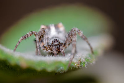 Close-up of spider