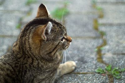 Close-up of a cat