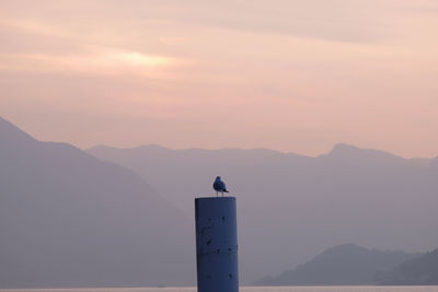 Seagull on mountain against sky during sunset