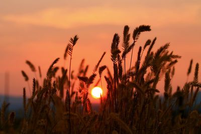 Close-up of silhouette plants against sunset sky