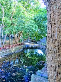 Scenic view of lake in forest