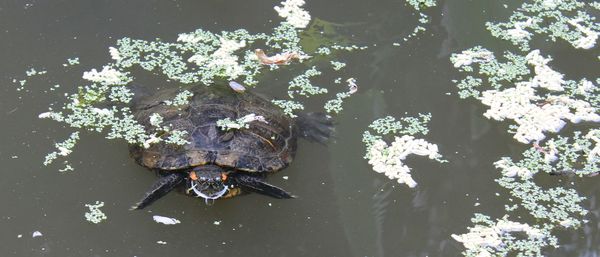 High angle view of butterfly on lake