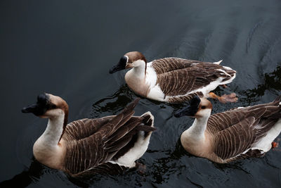 High angle view of geese swimming in lake