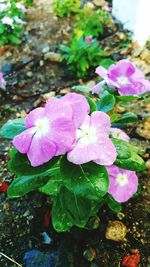 Close-up of pink flowers