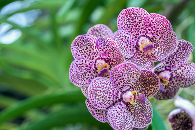 Close-up of pink flowering plant