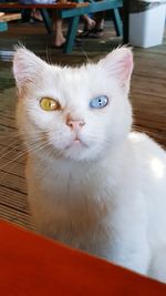 Close-up portrait of a cat