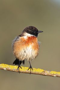 Close-up of bird perching on branch