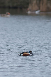 Bird in water