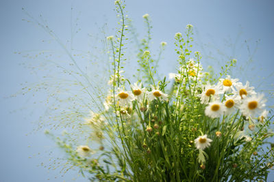 Close-up of yellow flowering plant on field