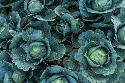 Full frame shot of cabbage