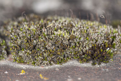 Close-up of white flowering plants on road