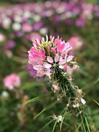 Close-up of pink flowering plant