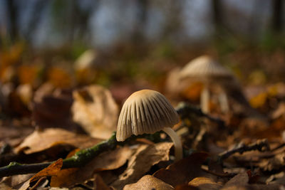 Close-up of mushroom on field