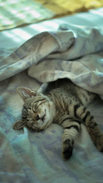 Close-up of cat lying on bed