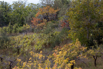 Plants and trees in forest during autumn