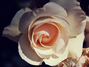 Close-up of white rose