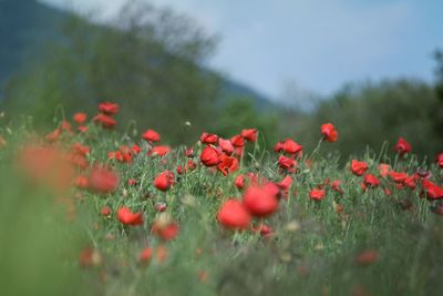 Close-up of red poppy flowers on field