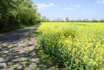 Scenic view of oilseed rape field against sky