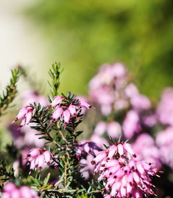 Close-up of pink flowering plant