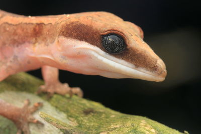 Close-up of lizard