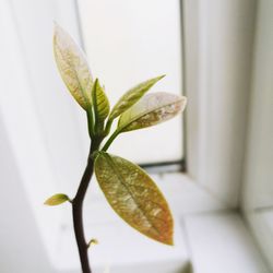 Close-up of plant