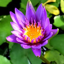 Close-up of lotus water lily