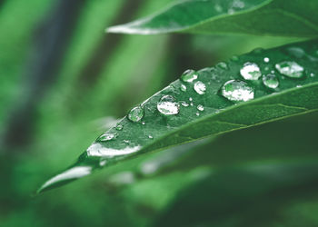 Close-up of wet leaves