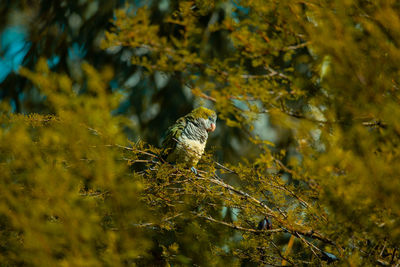 Bird perching on a tree