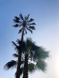 Low angle view of palm tree against clear sky