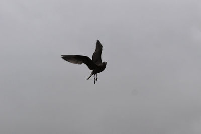 Low angle view of eagle flying against sky