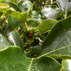 Close-up of fresh green plant