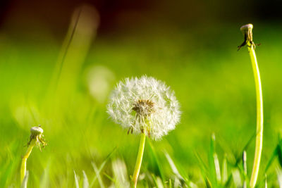 Close-up of dandelion growing in field