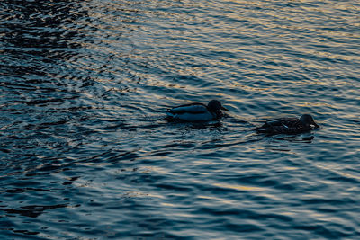 High angle view of duck swimming in sea