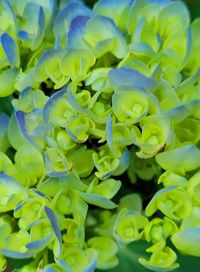 Full frame shot of green plant