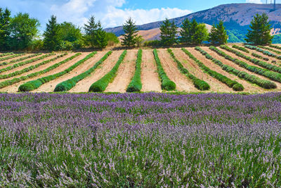 Scenic view of field against cloudy sky