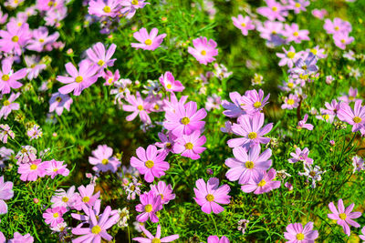 High angle view of pink flowering plants on field