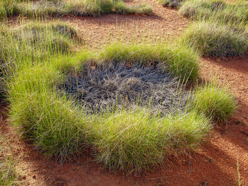 High angle view of grass growing on field