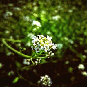 Close-up of white flowers blooming outdoors