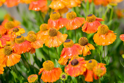 Close-up of orange flowering plants