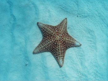 High angle view of fish in sea