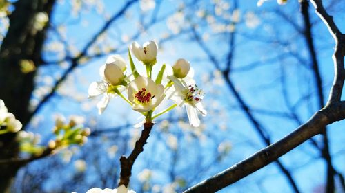 Close-up of white flowers blooming on tree