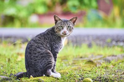 Portrait of cat standing on field