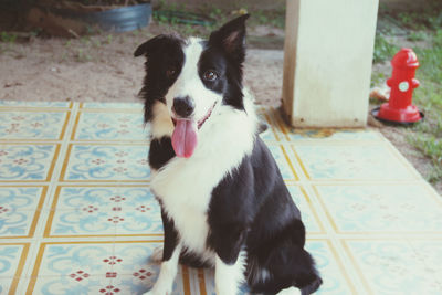 Close-up of dog looking away while sitting on floor